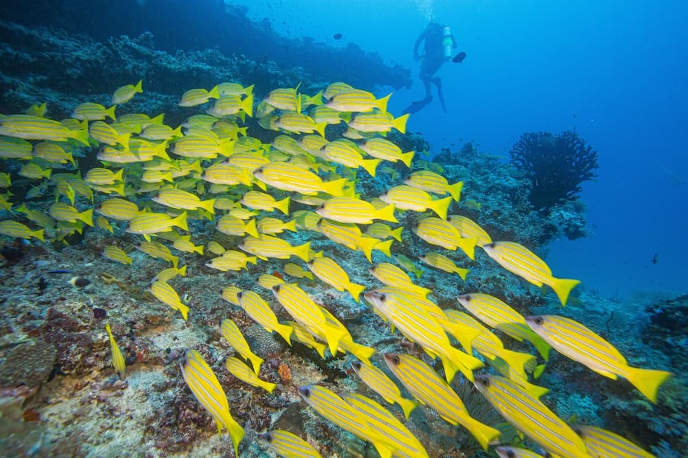 Kuredhivaru Resort & Spa Maldives - View 92