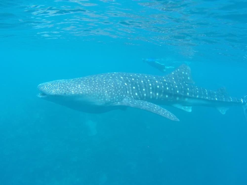 Dhivehi Experience - View 1