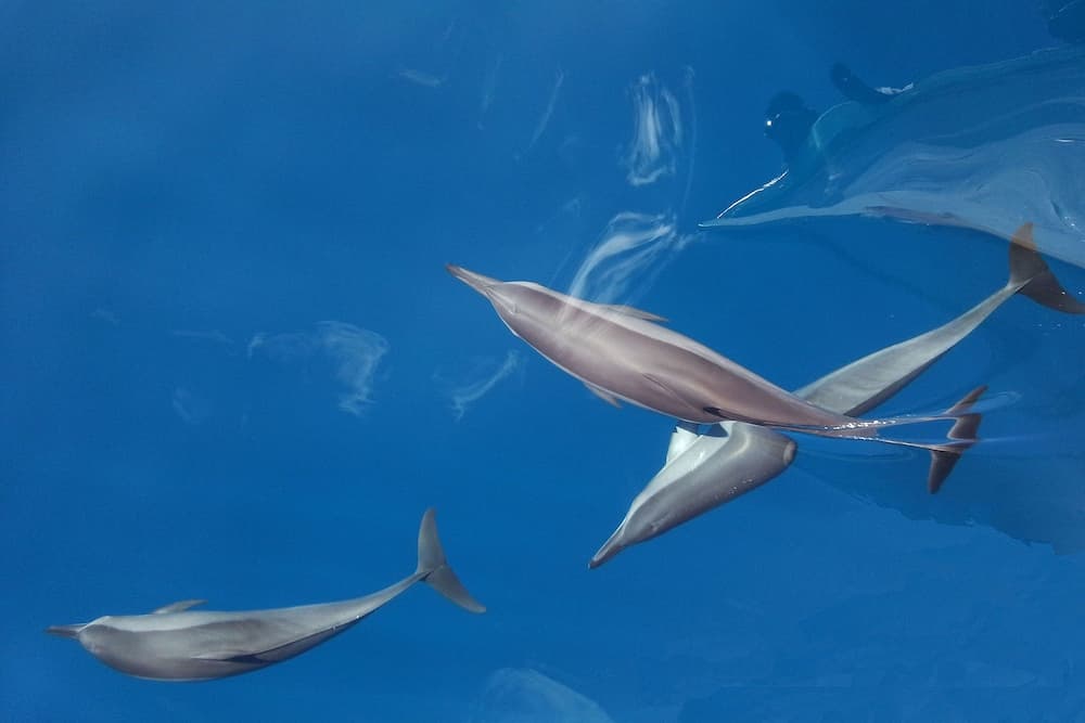 Tropic Tree Hotel Maldives - View 48