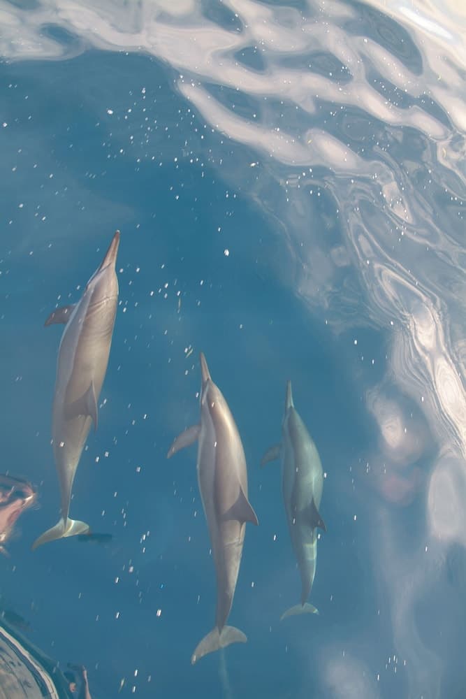 Biyadhoo Island Resort - View 21