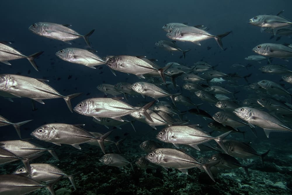 Global Residence - View 31