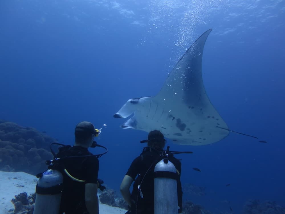 South Ari Dive Center - View 13