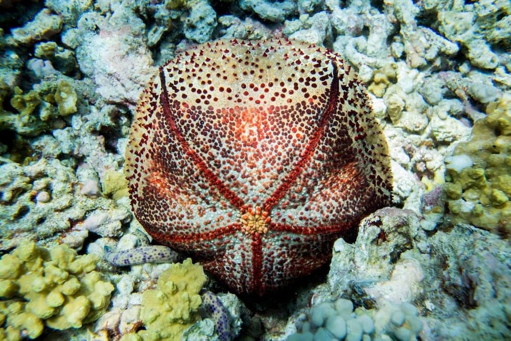 Detour Beach View - View 50