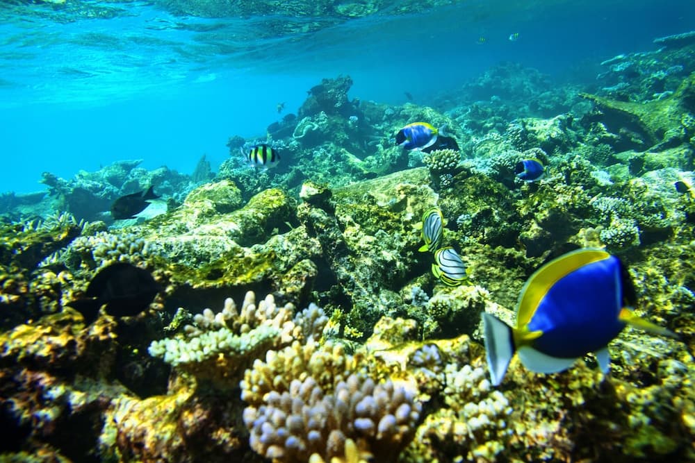 ROBINSON MALDIVES - Adults only - All Inclusive - View 41