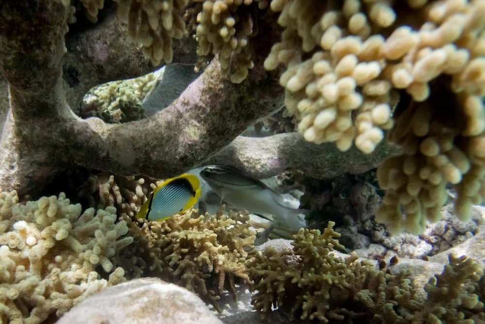 Detour Beach View - View 51