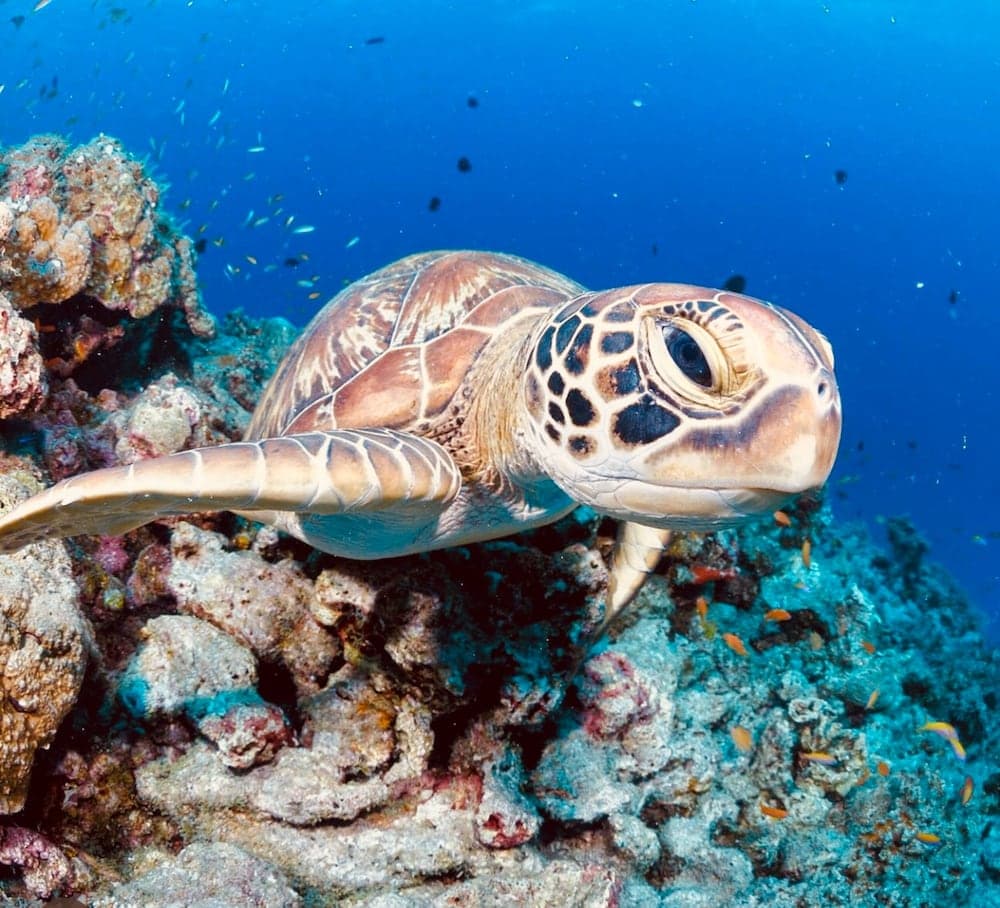 Kihaa Maldives - View 106