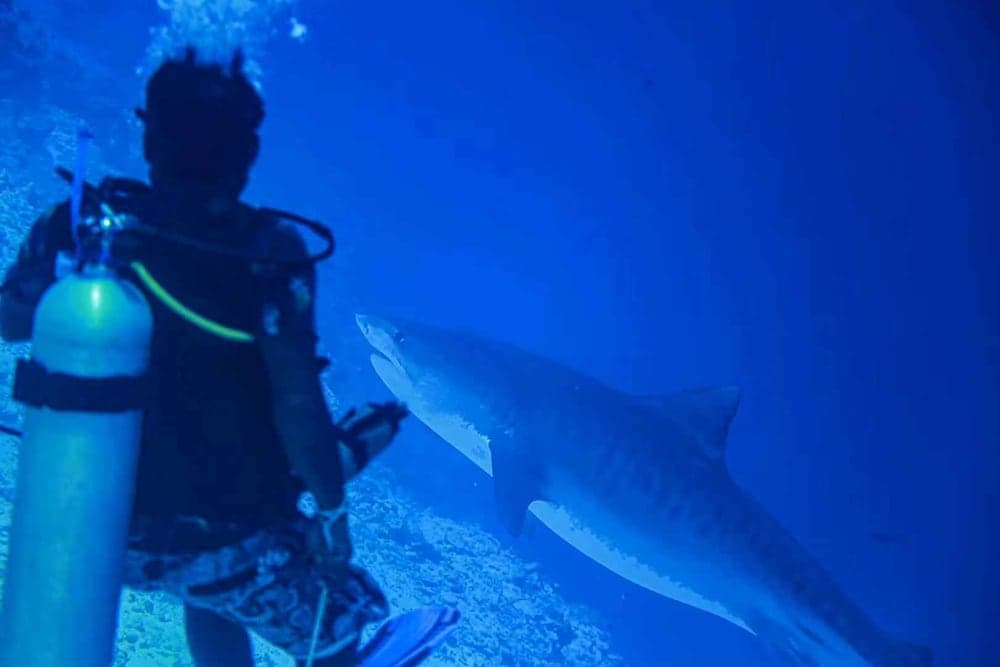 Scuba Residence - View 14