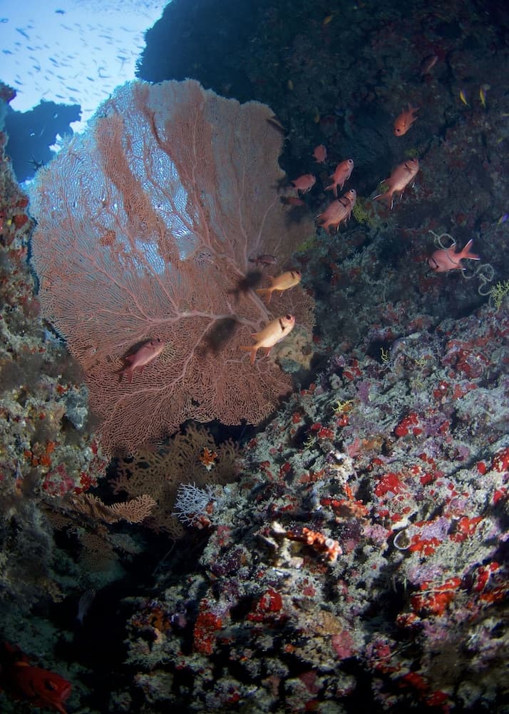 Biyadhoo Island Resort - View 35