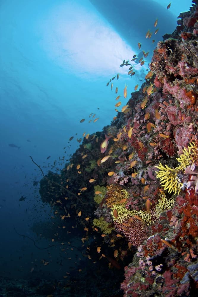 Biyadhoo Island Resort - View 37