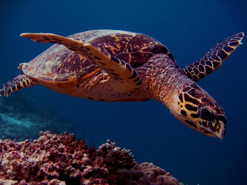 Hotel Elite Inn - View 34