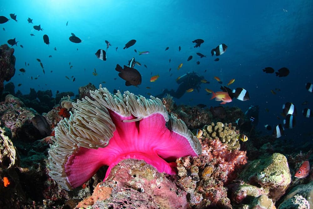 Liyela Retreat Maldives - View 5