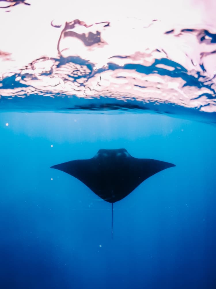 Bliss Dhigurah - View 56