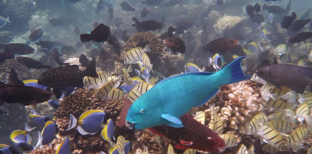 Eriyadu Island Resort - View 35