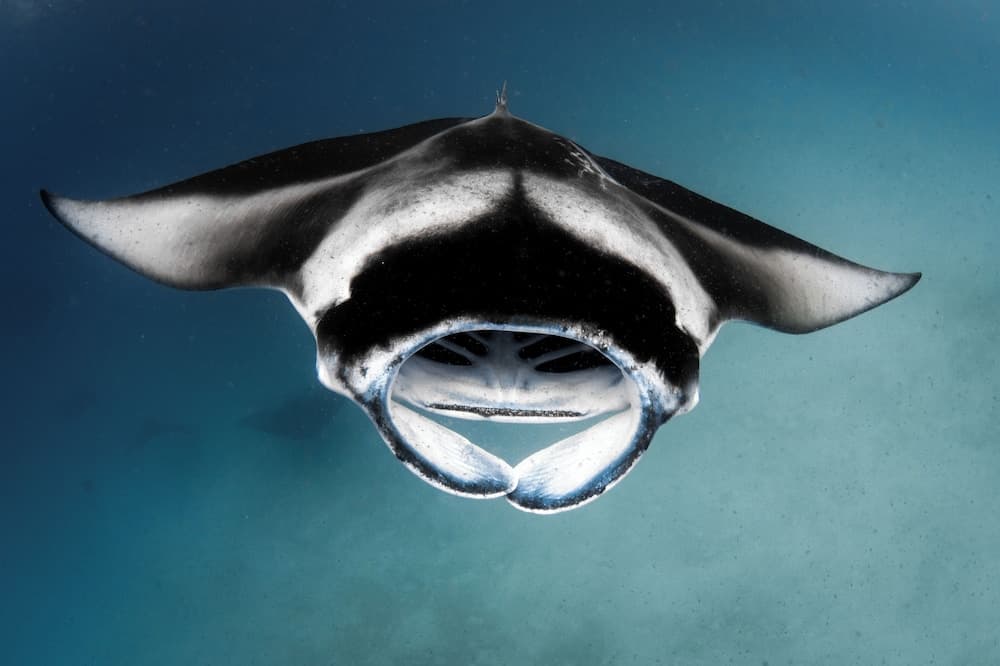 Finolhu, A Seaside Collection Resort, a Member of Design Hotels - View 44