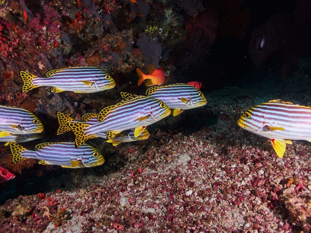 Drift Thelu Veliga Retreat - View 48