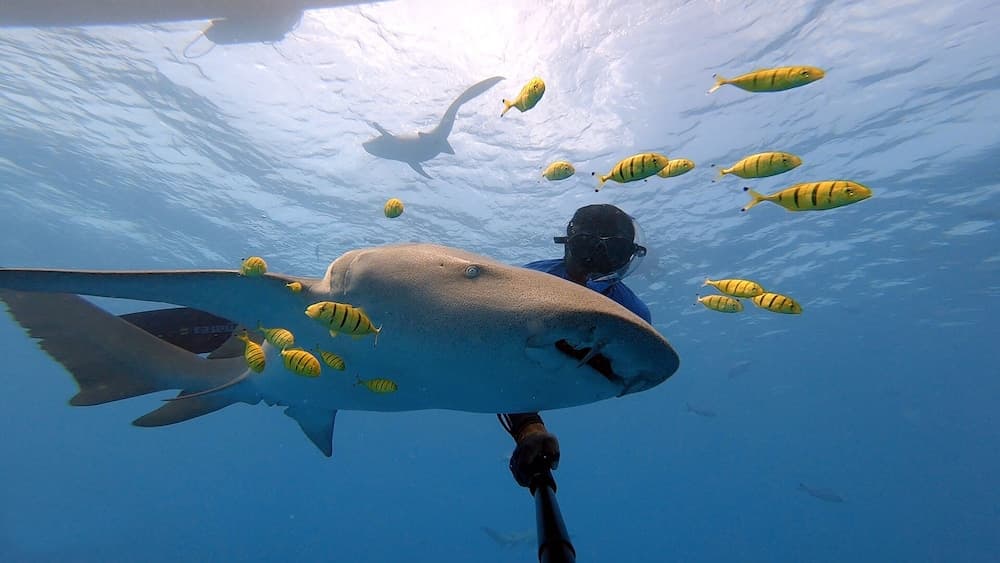 Holiday Inn Resort Kandooma Maldives by IHG - View 67