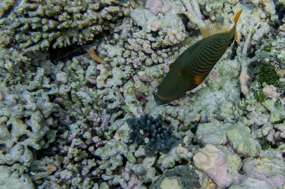 Detour Beach View - View 48