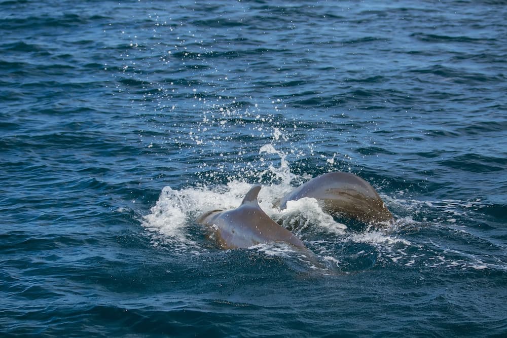 Paguro Beach Inn - View 25