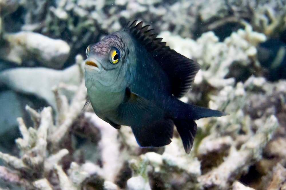 Detour Beach View - View 42