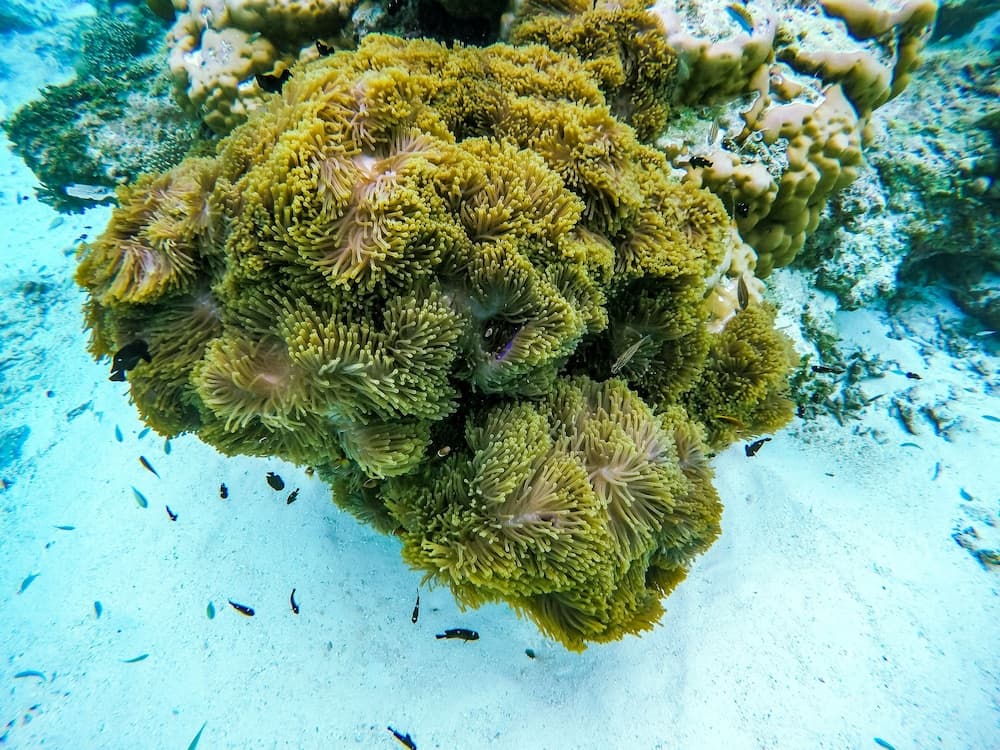 Hide Inn Blue - View 48