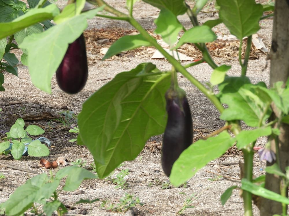 Karaa Village - View 57