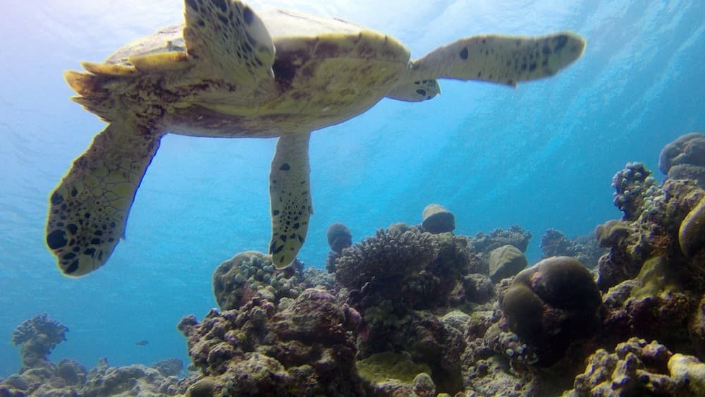 Sea Star Diving - View 25