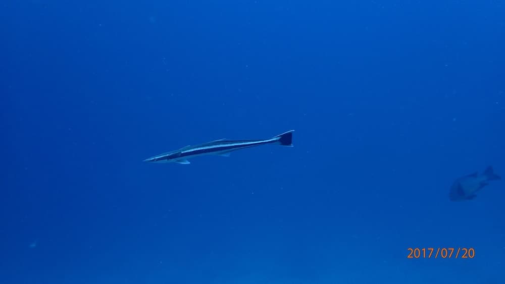 Medhufaru Inn - View 29