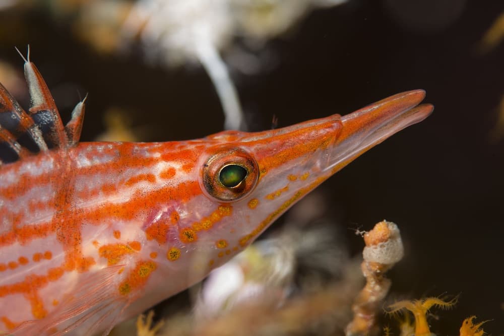 Equator Village - View 38