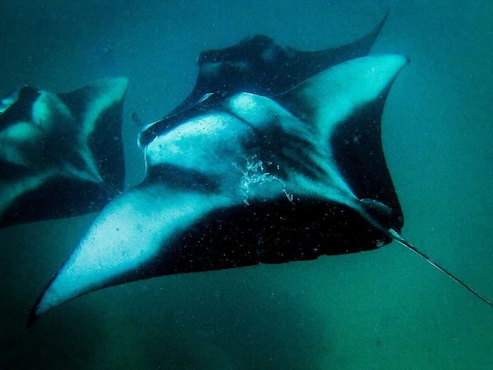 Summer Shade Maldives - View 14