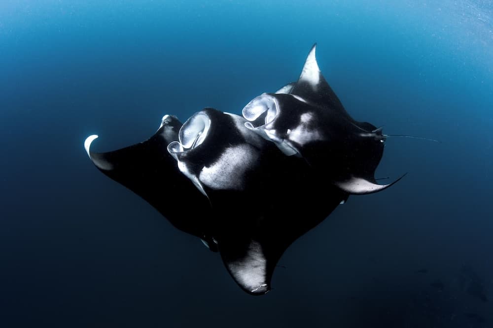 Finolhu, A Seaside Collection Resort, a Member of Design Hotels - View 42