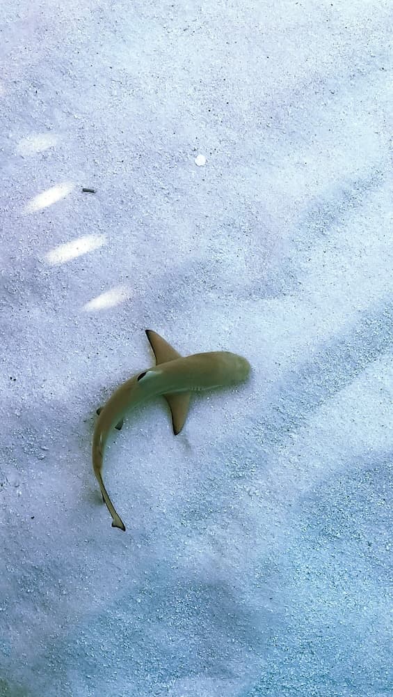 Hide Inn Blue - View 26