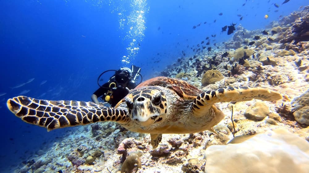 Holiday Inn Resort Kandooma Maldives by IHG - View 68