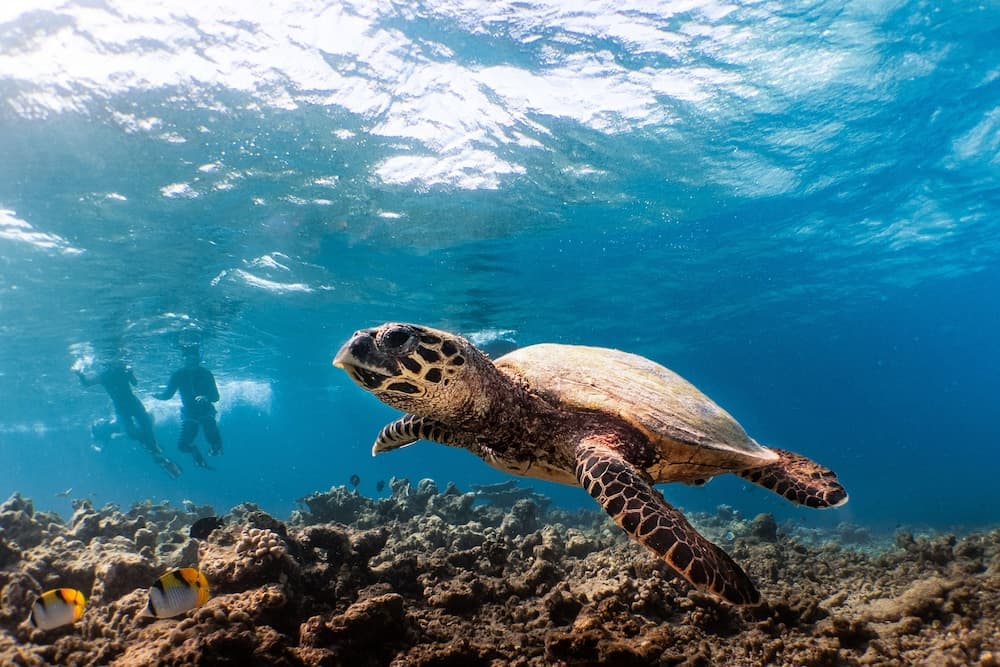 Kuredhivaru Resort & Spa Maldives - View 90