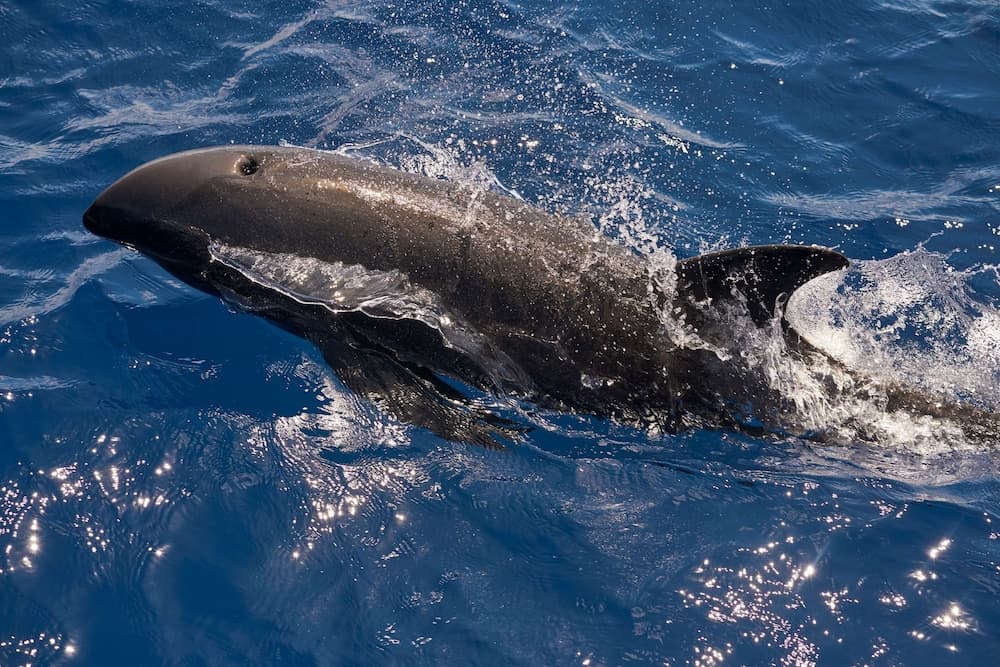 The Halcyon Private Isles Maldives, Autograph Collection - View 120