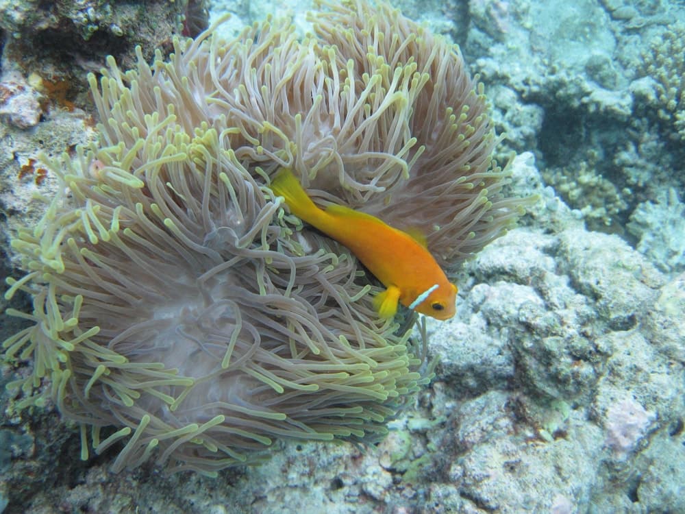 Nika Island Resort & Spa - View 71