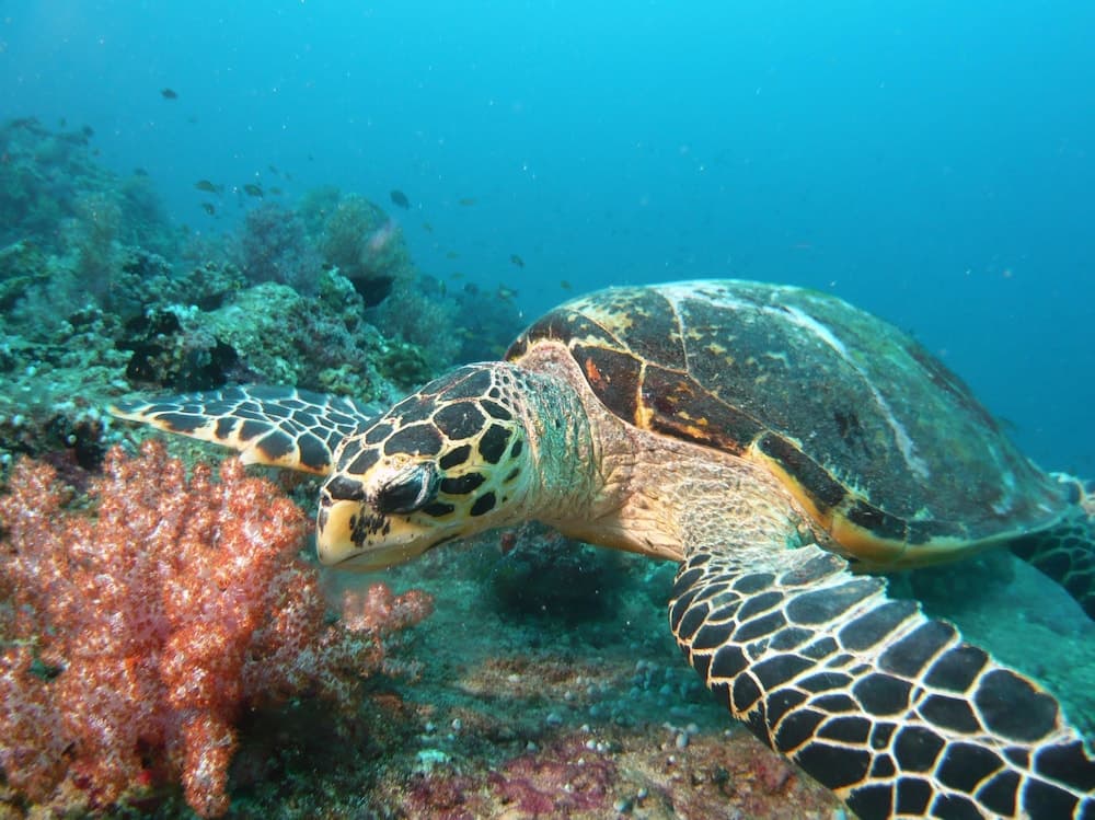 Equa Reef Maldives - View 17