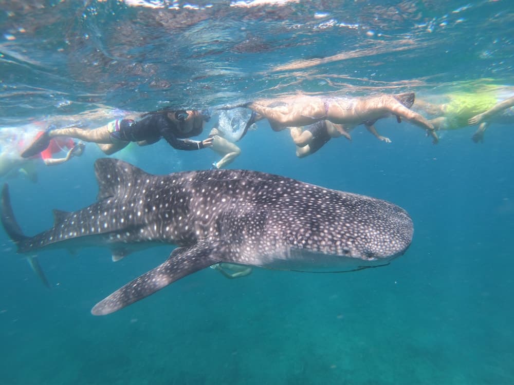Ocean Beach Inn - Maldives - View 26