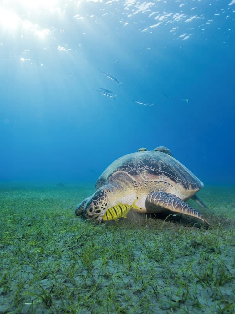 Six Senses Kanuhura - View 94