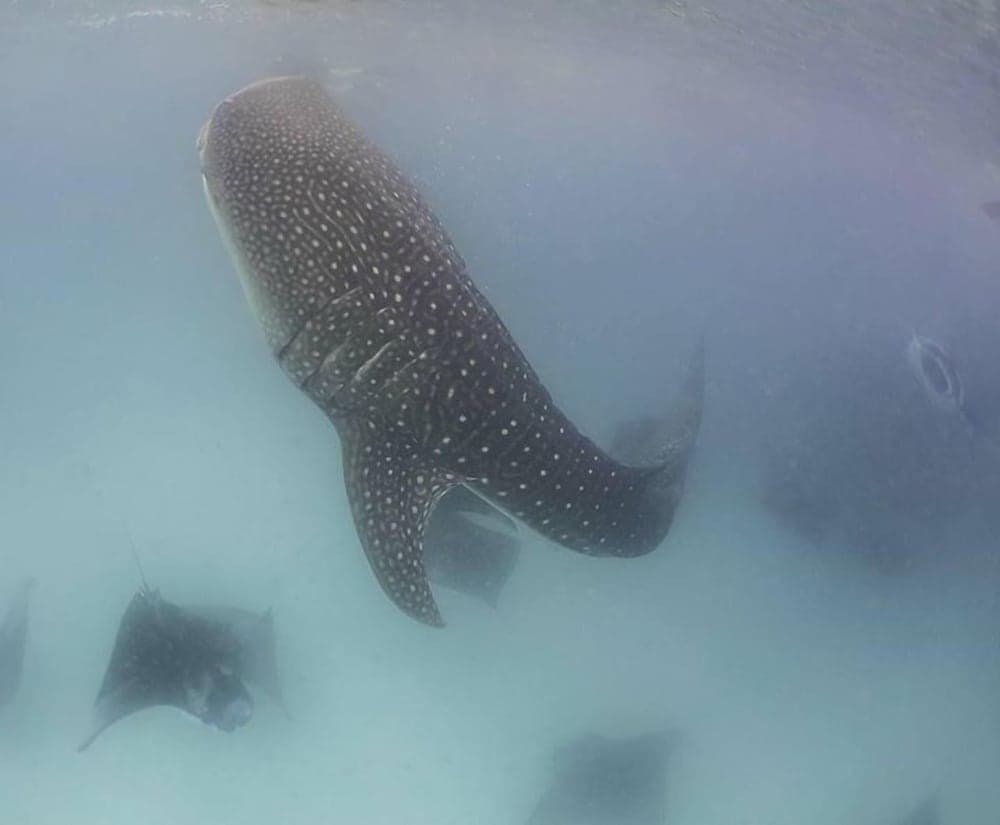 Summer Shade Maldives - View 31