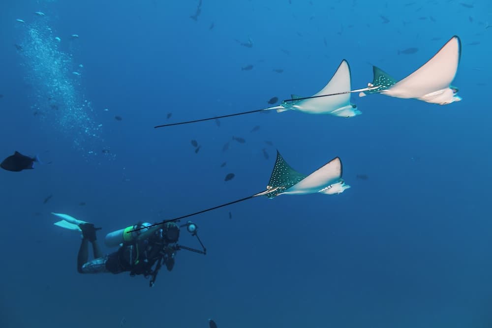 Kuredhivaru Resort & Spa Maldives - View 4