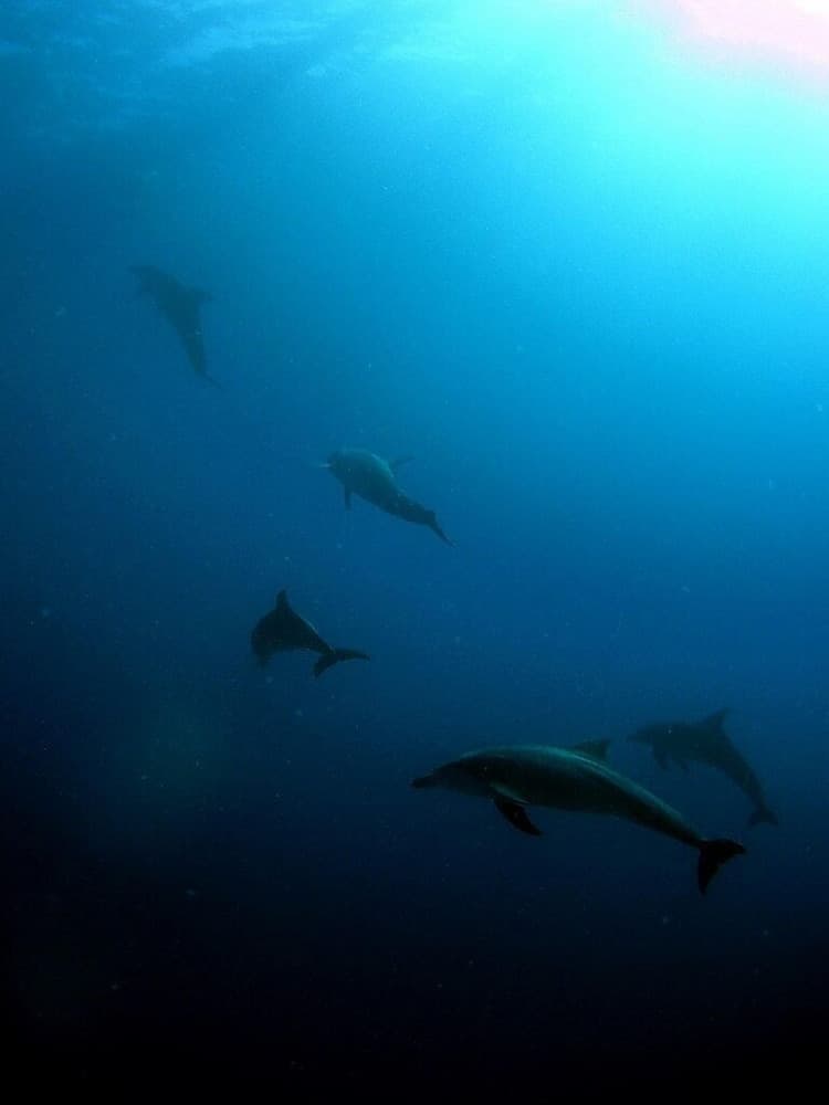 Feridhoo Inn - View 30