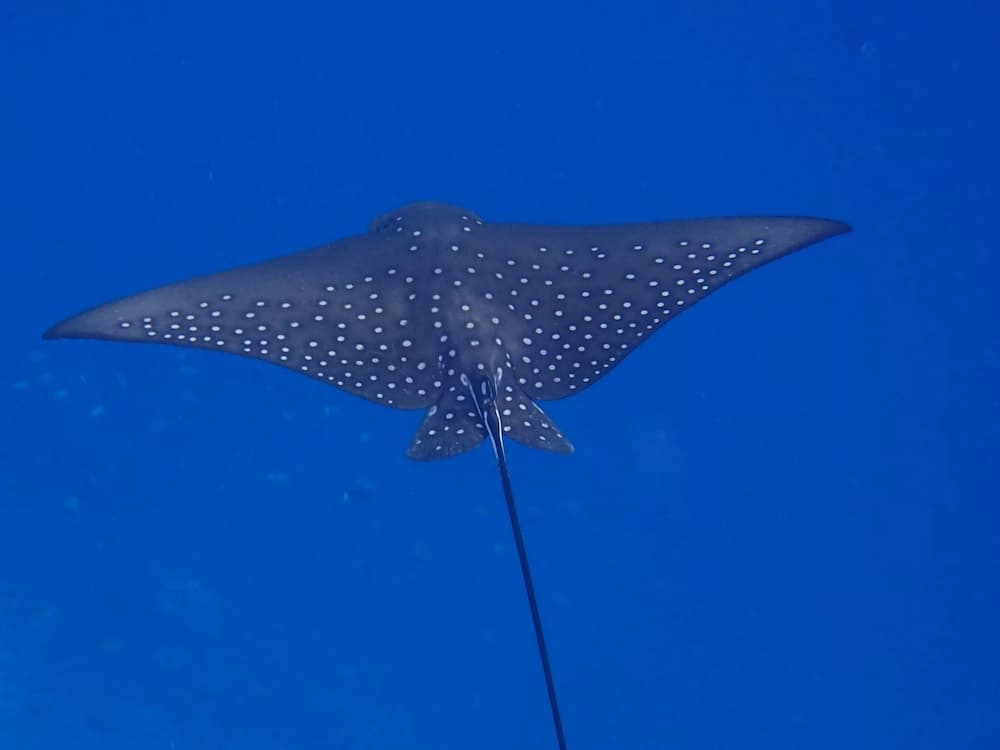 Eriyadu Island Resort - View 30