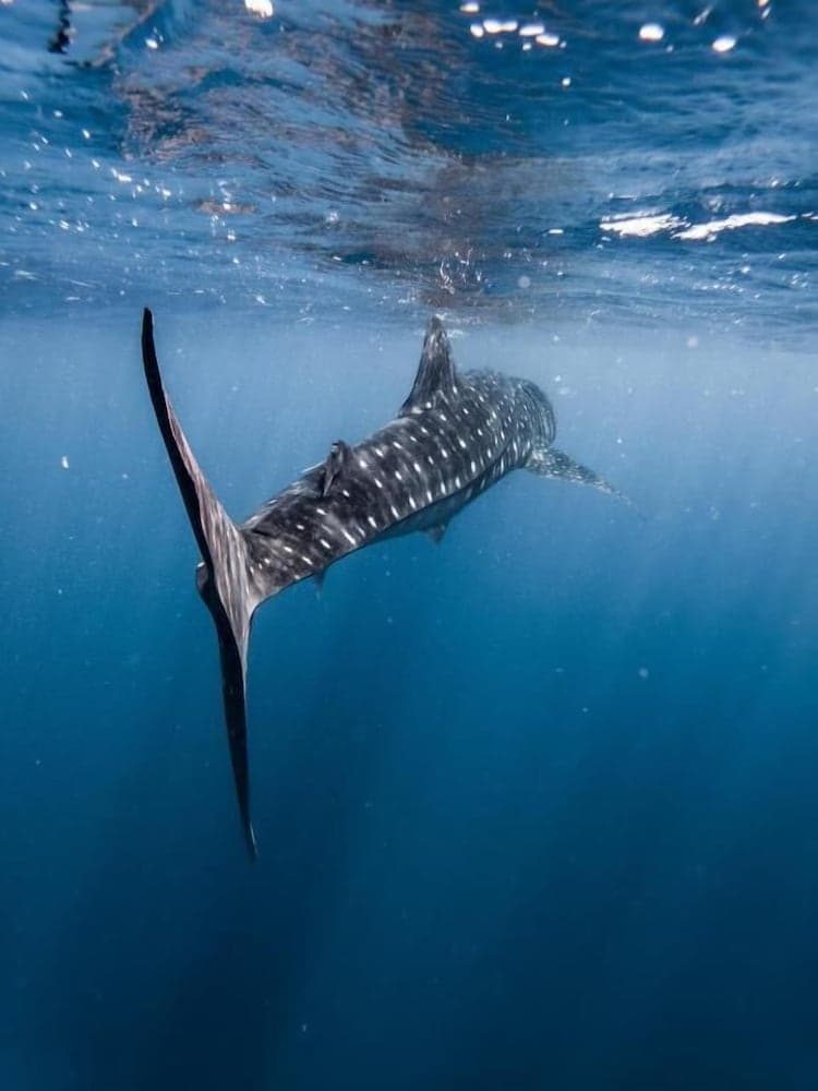 Beach Stone - View 10