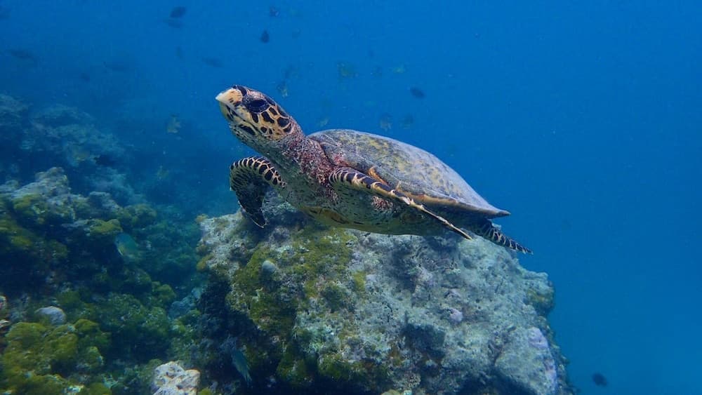 Island Guest - View 61