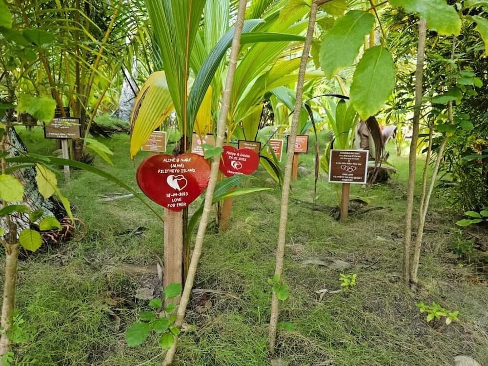 Filitheyo Island Resort - View 56