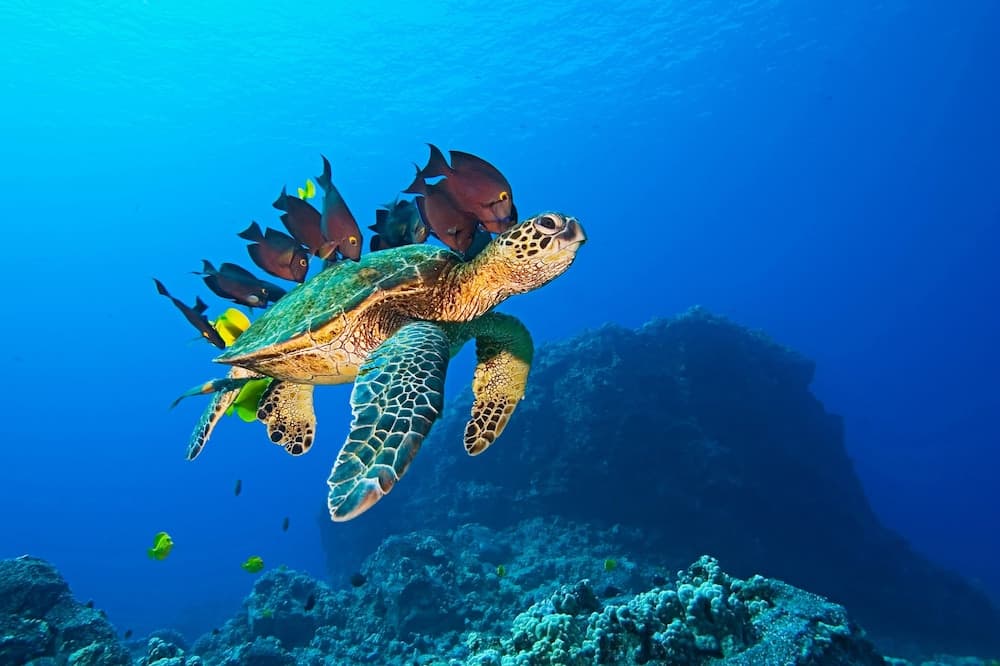 Equa Reef Maldives - View 9