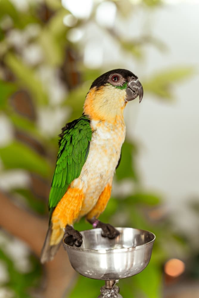 Holiday Crib - View 5