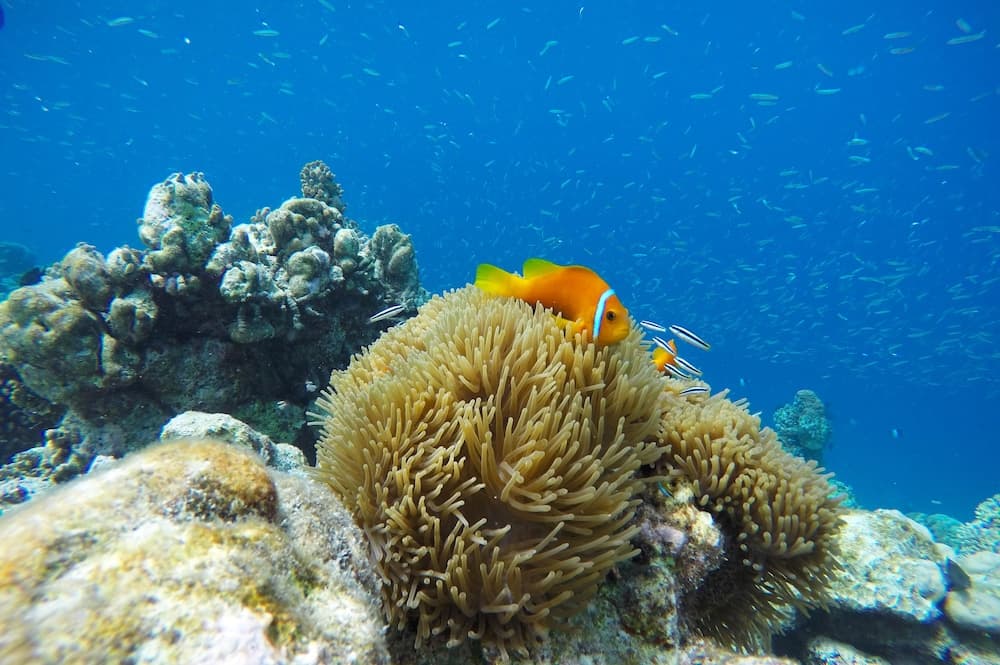 Kaafu Inn Guraidhoo - View 10