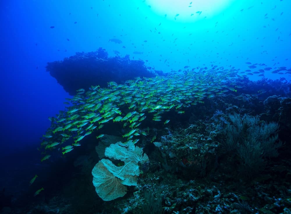BB Island House Dhigurah - View 7