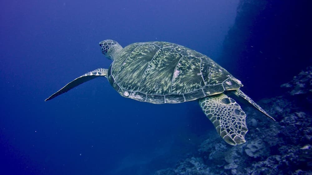 The Halcyon Private Isles Maldives, Autograph Collection - View 50